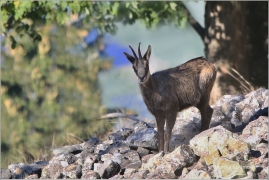 <p>KAMZÍK HORSKÝ (Rupicapra rupicapra) Lužické hory, Studenec ---- /Chamois - Gämse/</p>